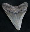 Juvenile Megalodon Tooth - South Carolina #11073-1